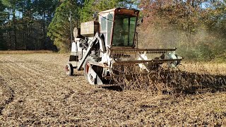 Cousin Scott and his Gleaner K picking beans