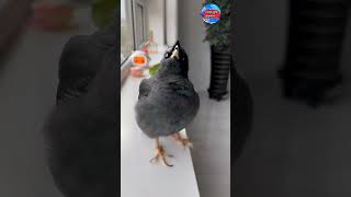 #tallking_bird_shalik #shortvideo #food #chinesecookingstyle #seafood #birds #cooking #chinafood