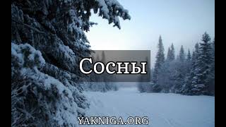 Иван Бунин рассказ «Сосны»