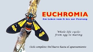 A colorful moth. Euchromia, from egg to mating, trilingual