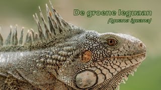 De groene leguaan (Iguana iguana) op Bonaire - Green iguana