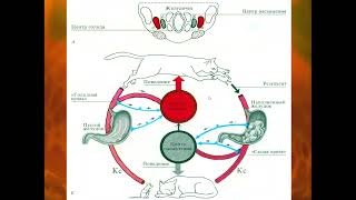 8:00 Systemic mechanisms of digestive behavior, temperature and excretion regulation