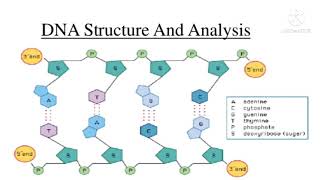 DNA- Chemical Composition and Double Helical Model