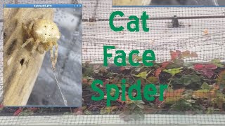 I Caught a Cat Face Spider