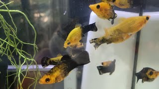 Gold Dust Molly #livestream #relaxing #stress Reliever # Meditation #study aquarium setup