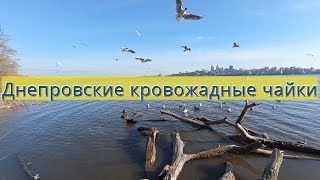 Днепровские кровожадные чайки,Дніпровські кровожерливі чайки,Dnieper bloodthirsty seagulls