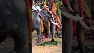 ആനകൾ #shorts #animallover #pooram