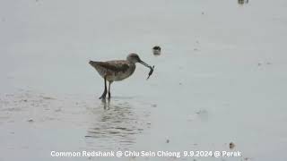 Common Redshank @ Chiu S C DSCN1206