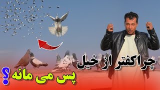 بازهم کفتربازی جذاب است وجذاب تر می شود /077Afghan Shawqi