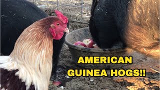 Our American Guinea Hogs