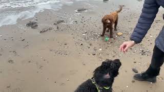 Walking Horace and Peaches on the beach