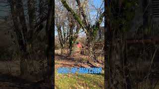 Orchard removal phase 1 #agriculture #oregon #farming #orchard #farm #orchards #hazelnut #pnw #crop