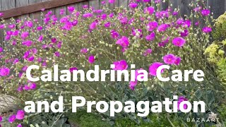 Let’s Talk About Care and Propagation of the Calandrinia #succulent #succulentgarden