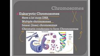 Chromosomes