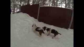 Бассет хаунды на прогулке в зимнем лесу (Basset Hound for a walk in the winter forest)