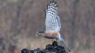 Sparviere maschio - Male Sparrowhawk (Accipiter nisus)