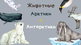 Животные Арктики и Антарктики | Изучаем животных | Звуки животных