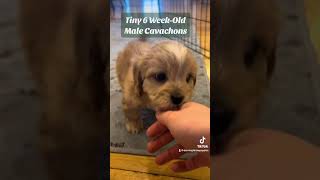 Cute Male Cavachon Puppies: Ready to Melt Your Heart 🐾💖