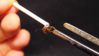 Bombardier Beetle Test Fire