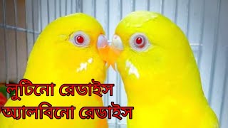 How to identify Albino & Lutino Budgies. অ্যালবিনো ও লুটিনো বাজরিগার চেনার উপায়।