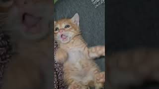 petting a cat belly video 51 #shorts #funny #cat #cute #cats #funnyvideo #kitten #short #pets #dog