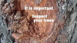 The importance of inspecting your trees before a storm