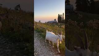 Вспыхнуло солнце заката