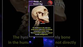 Hyoid Bone Fact