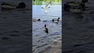 Seagull eating #nature #asmr