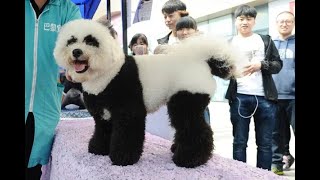 From Pandas to Poodles? Taizhou Zoo's Marketing Mishap!#ZooControversy #DogPanda #DyedDog #unethical