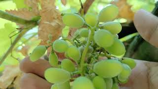 How do grapes look when they start growing? Grape of my house garden | grape vine produces fruit?