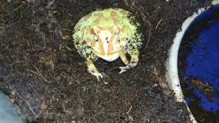 Slow Mo: Pac Man frog eating mealworm