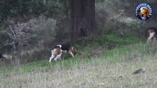 BEAGLE TSIRKOUDIS κυνηγι  Μπιγκλοιχνηλασιες.17-12-2019