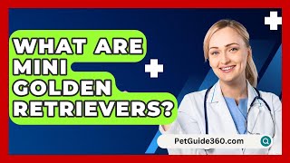 What Are Mini Golden Retrievers? - PetGuide360.com