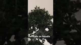 Defoliado en los bonsáis