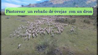 Pastorear un rebaño de ovejas con un dron