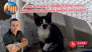 Das schwarz-weiße Kitten vom Automotor hat uns leider verlassen.