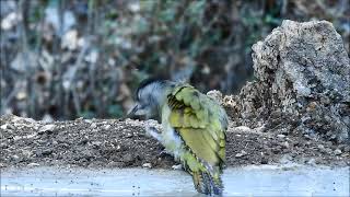 grey headed woodpecker 4