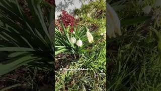 Snowflake/Leucojim flowers in the garden