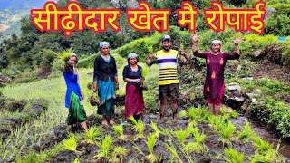 हमारे गांव मैं सीढ़ीदार खेत मै धान की रोपाई ||Pahadi Lifestyle pahadi Culture || Pankaj Takuli Vlogs