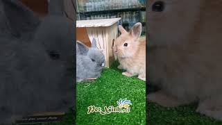 Những bé thỏ dễ thương (cute rabbit)  #petxinh #thỏ #thỏ_hà_lan #đồ_chơi #cute_rabbit