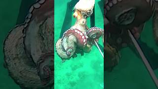 #aegean #cressi #spearfishing #speargun #grecce #sea #octopus #pulpo #fishing #fishingvideo