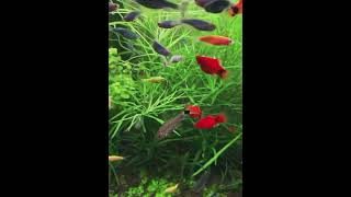 Hundred of Tiny Fishes in a Tank! #fishdiary #fishlover #shorts