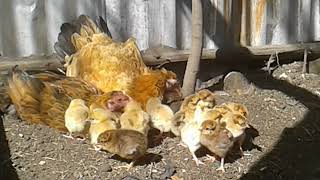 Two hens hatched in the same nest to healthy chicks