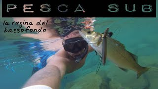 pesca sub la regina nel bassofondo