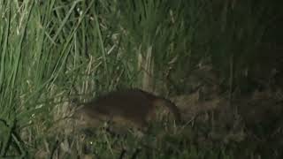 The Most Difficult Rock-Wallaby to Find: Proserpine Rock-Wallaby!