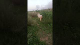 #cow domestic white cows of desert