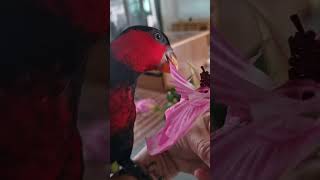 NewDay parrot black capped lory at 3 months old eating hibiscus flowers #bird #lorikeet #animals