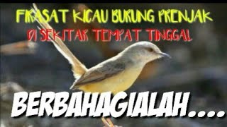 MITOS MENDENGAR KICAU BURUNG PRENJAK//DI SEKITAR TEMPAT TINGGAL