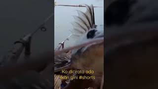 ikan apakah ini#shorts